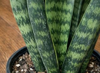 Got snake plant? 9 tasks you cant skip in May for maximum pup production