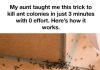 MY AUNT TAUGHT ME THIS TRICK TO KILL ANT COLONIES IN JUST 3 MINUTES WITH 0 EFFORT