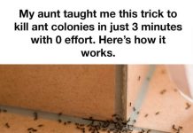 MY AUNT TAUGHT ME THIS TRICK TO KILL ANT COLONIES IN JUST 3 MINUTES WITH 0 EFFORT