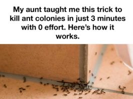MY AUNT TAUGHT ME THIS TRICK TO KILL ANT COLONIES IN JUST 3 MINUTES WITH 0 EFFORT