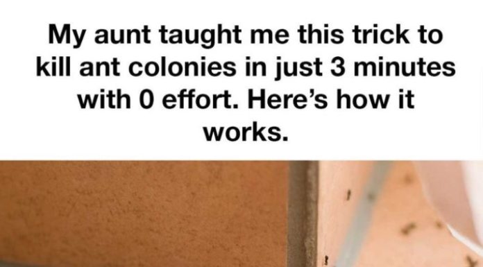 MY AUNT TAUGHT ME THIS TRICK TO KILL ANT COLONIES IN JUST 3 MINUTES WITH 0 EFFORT