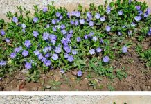 Most people are clueless about its power. This is more than just a plant. Here’s why