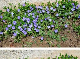 Most people are clueless about its power. This is more than just a plant. Here’s why