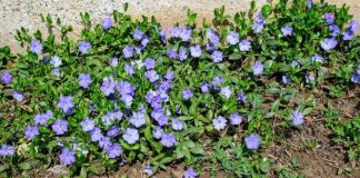 Most people are clueless about its power. This is more than just a plant. Here’s why