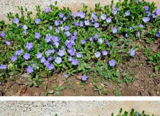 Most people are clueless about its power. This is more than just a plant. Here’s why