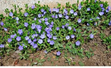 Most people are clueless about its power. This is more than just a plant. Here’s why