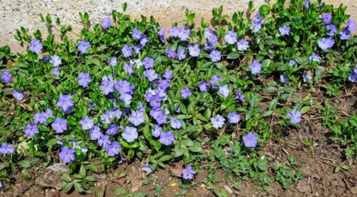 Most people are clueless about its power. This is more than just a plant. Here’s why