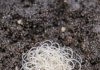 Opened a fresh bag of potting soil and found this clump of tiny, thread-like white wigglers. It looks like the dirt is moving. Are these parasites that will kill my seedlings?