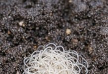 Opened a fresh bag of potting soil and found this clump of tiny, thread-like white wigglers. It looks like the dirt is moving. Are these parasites that will kill my seedlings?