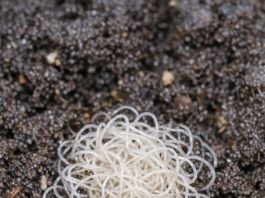 Opened a fresh bag of potting soil and found this clump of tiny, thread-like white wigglers. It looks like the dirt is moving. Are these parasites that will kill my seedlings?