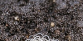 Opened a fresh bag of potting soil and found this clump of tiny, thread-like white wigglers. It looks like the dirt is moving. Are these parasites that will kill my seedlings?