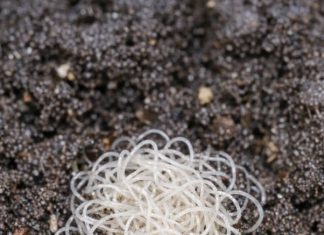 Opened a fresh bag of potting soil and found this clump of tiny, thread-like white wigglers. It looks like the dirt is moving. Are these parasites that will kill my seedlings?
