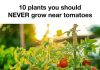 10 Plants You Should Never Grow Near Tomatoes