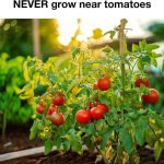 10 Plants You Should Never Grow Near Tomatoes