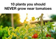 10 Plants You Should Never Grow Near Tomatoes