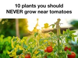 10 Plants You Should Never Grow Near Tomatoes