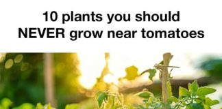 10 Plants You Should Never Grow Near Tomatoes