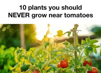 10 Plants You Should Never Grow Near Tomatoes