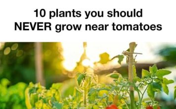 10 Plants You Should Never Grow Near Tomatoes