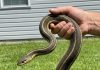 8 Easy Ways To Keep Snakes Away From Your Yard