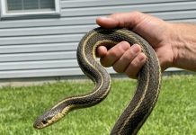 8 Easy Ways To Keep Snakes Away From Your Yard