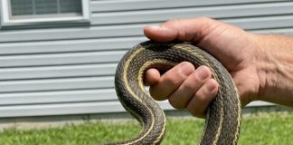 8 Easy Ways To Keep Snakes Away From Your Yard