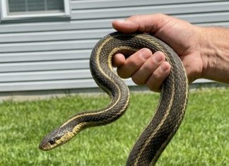 8 Easy Ways To Keep Snakes Away From Your Yard