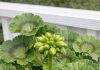 Got geraniums? 10 essential things you must do this May for nonstop vibrant blooms until frost