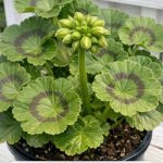 Got geraniums? 10 essential things you must do this May for nonstop vibrant blooms until frost