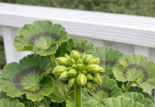 Got geraniums? 10 essential things you must do this May for nonstop vibrant blooms until frost