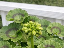 Got geraniums? 10 essential things you must do this May for nonstop vibrant blooms until frost
