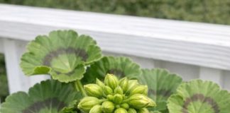 Got geraniums? 10 essential things you must do this May for nonstop vibrant blooms until frost