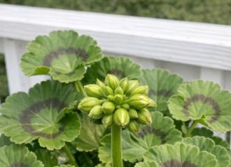 Got geraniums? 10 essential things you must do this May for nonstop vibrant blooms until frost