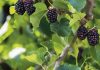 Every gardener should plant this 1 tree. Here’s why
