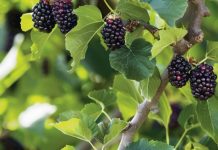 Every gardener should plant this 1 tree. Here’s why