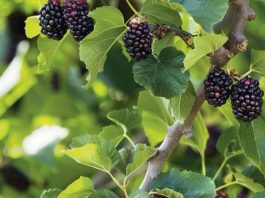Every gardener should plant this 1 tree. Here’s why