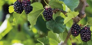 Every gardener should plant this 1 tree. Here’s why