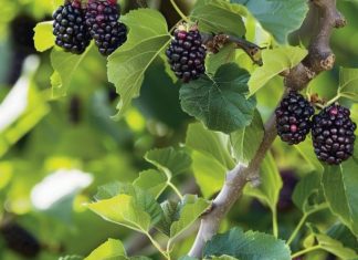 Every gardener should plant this 1 tree. Here’s why