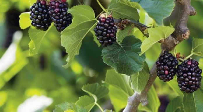 Every gardener should plant this 1 tree. Here’s why