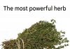 THE MOST POTENT HERB THAT DESTROYS PARASITES, URINARY TRACT …