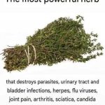 THE MOST POTENT HERB THAT DESTROYS PARASITES, URINARY TRACT …