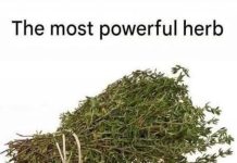 THE MOST POTENT HERB THAT DESTROYS PARASITES, URINARY TRACT …