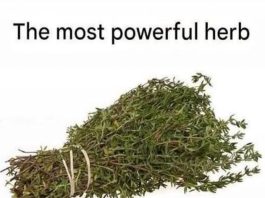 THE MOST POTENT HERB THAT DESTROYS PARASITES, URINARY TRACT …