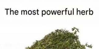 THE MOST POTENT HERB THAT DESTROYS PARASITES, URINARY TRACT …