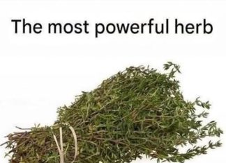THE MOST POTENT HERB THAT DESTROYS PARASITES, URINARY TRACT …