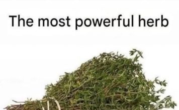 THE MOST POTENT HERB THAT DESTROYS PARASITES, URINARY TRACT …