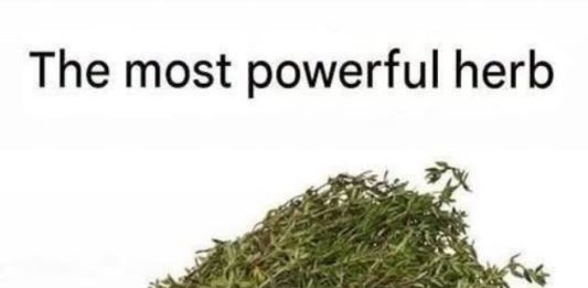 THE MOST POTENT HERB THAT DESTROYS PARASITES, URINARY TRACT …