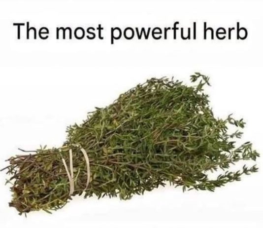 THE MOST POTENT HERB THAT DESTROYS PARASITES, URINARY TRACT …