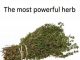 THE MOST POTENT HERB THAT DESTROYS PARASITES, URINARY TRACT …