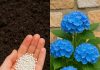 Hydrangeas dying too fast? Here’s what you are missing & what you should do next